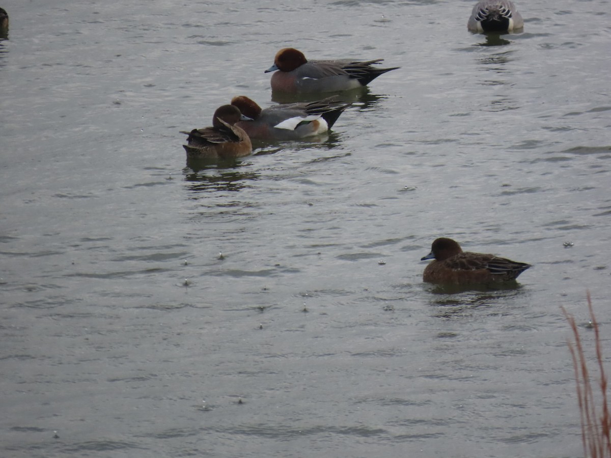 Eurasian Wigeon - ML646893225