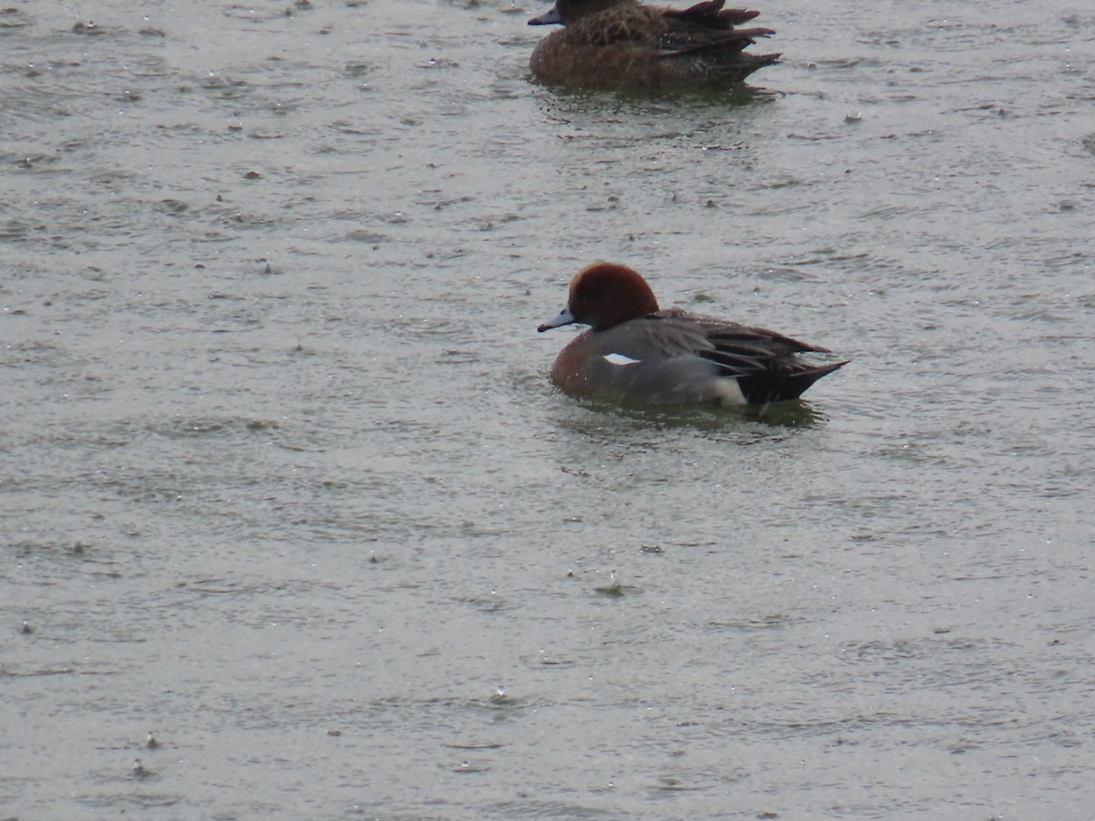 Eurasian Wigeon - ML646893226