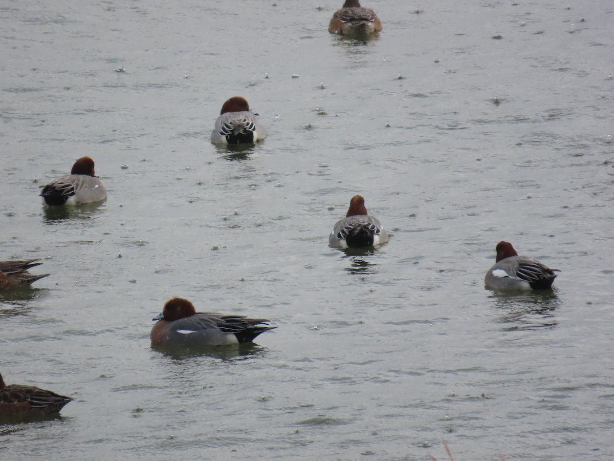 Eurasian Wigeon - ML646893227