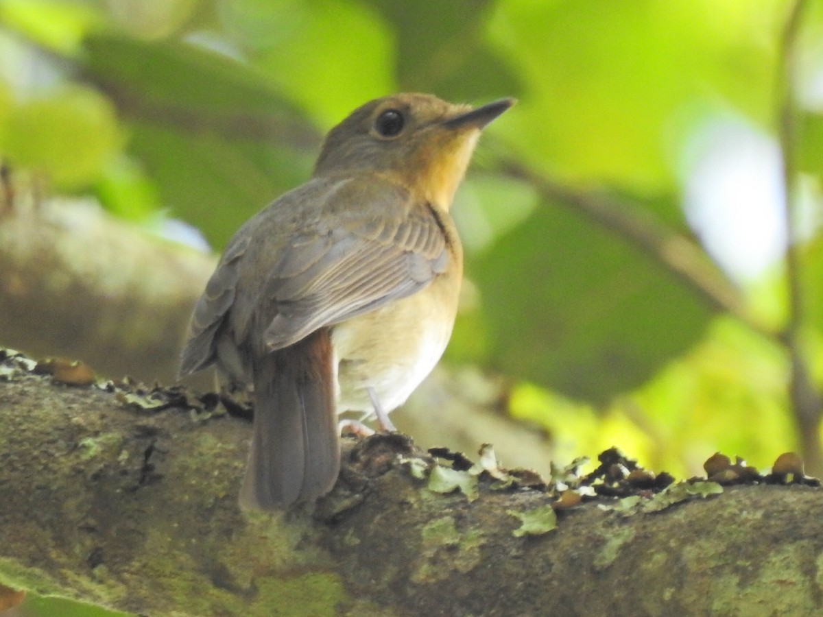 Asian Brown Flycatcher - ML646893228
