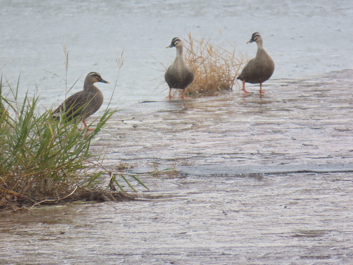 Eastern Spot-billed Duck - ML646893231