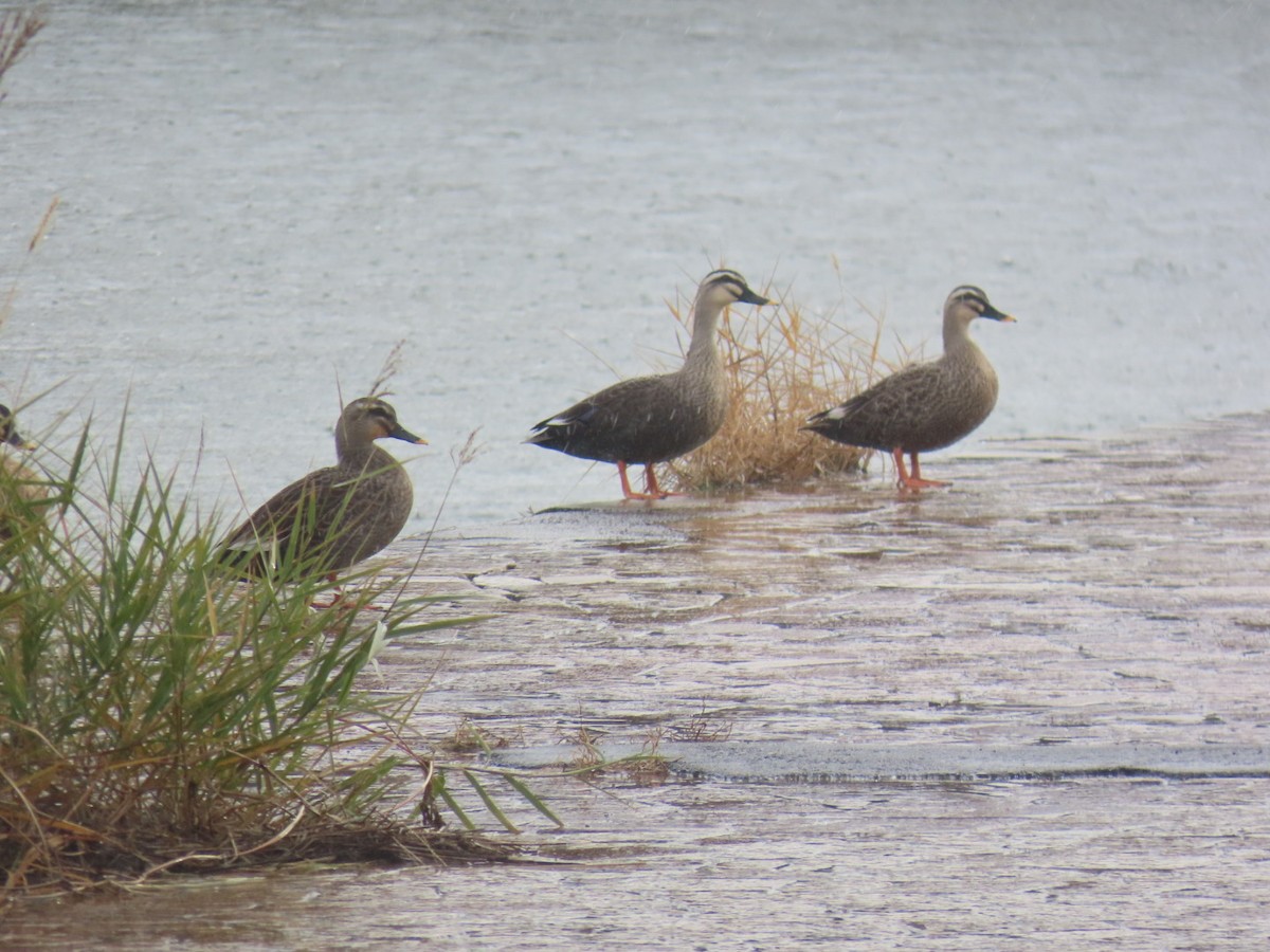 Eastern Spot-billed Duck - ML646893232