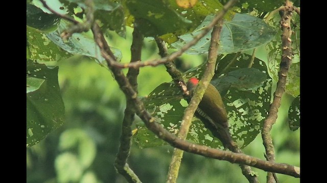 Elliot's Woodpecker - ML646893234