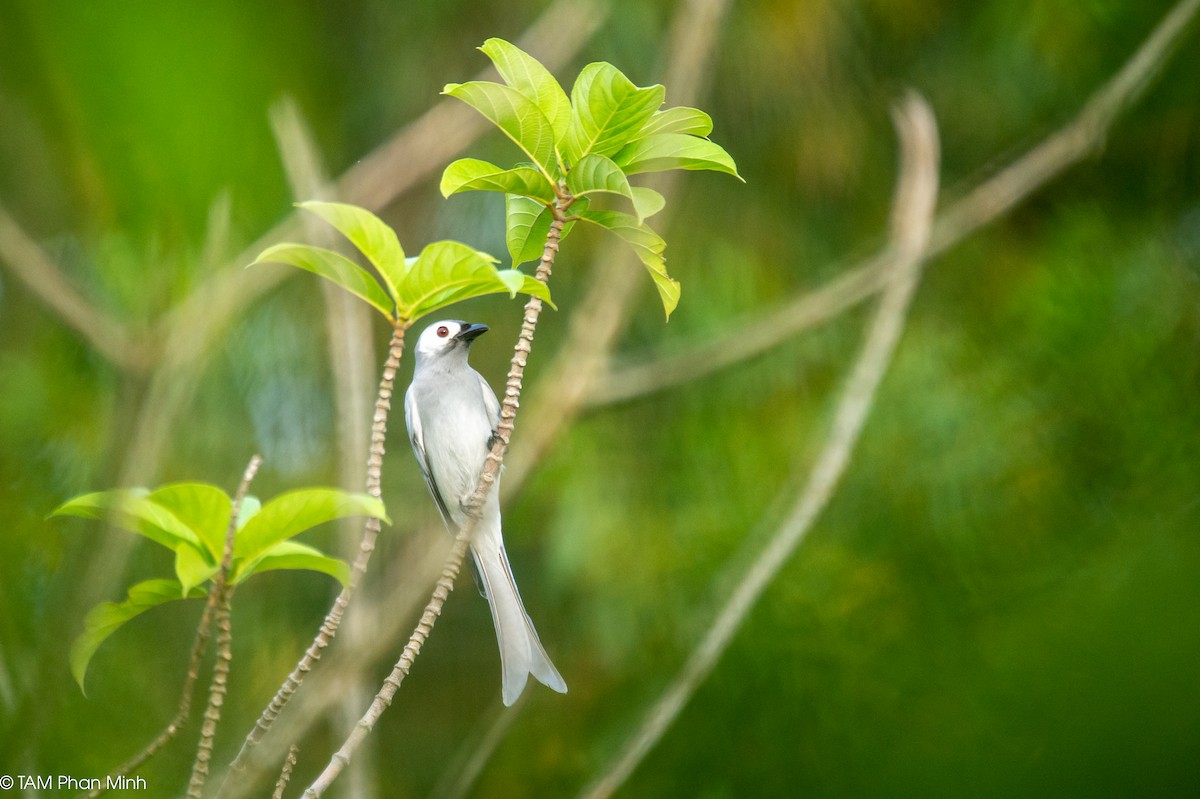 Ashy Drongo (White-cheeked) - ML646893238