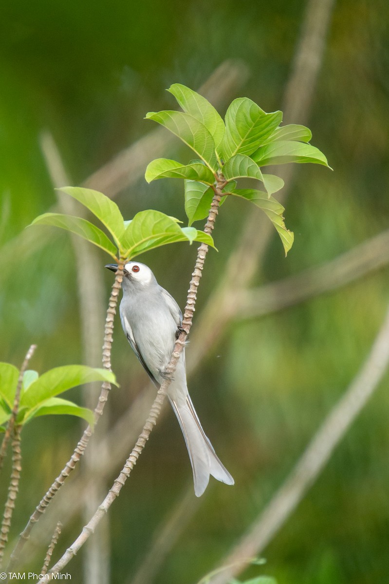 Ashy Drongo (White-cheeked) - ML646893240