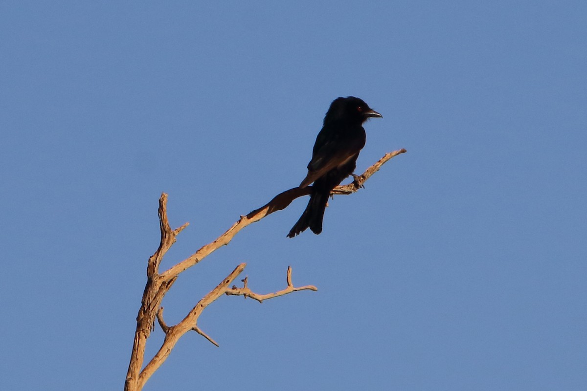 Drongo brillant - ML646893241