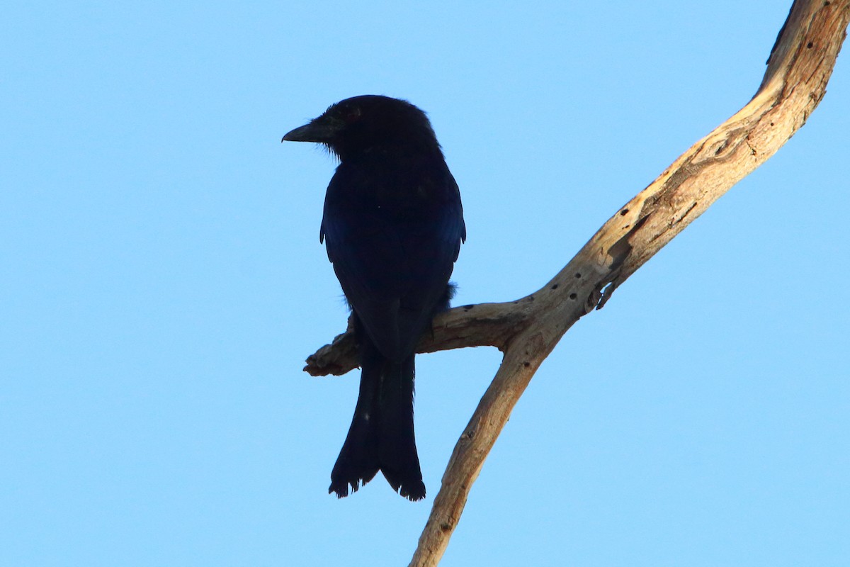 Drongo brillant - ML646893242