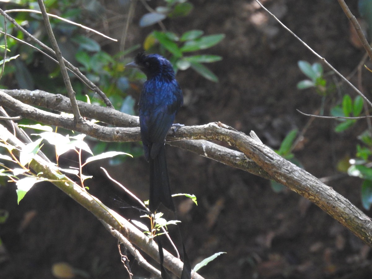 Greater Racket-tailed Drongo - ML646893243