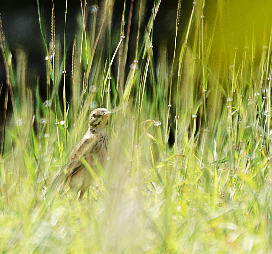 Bisbita de Richard - ML646893245