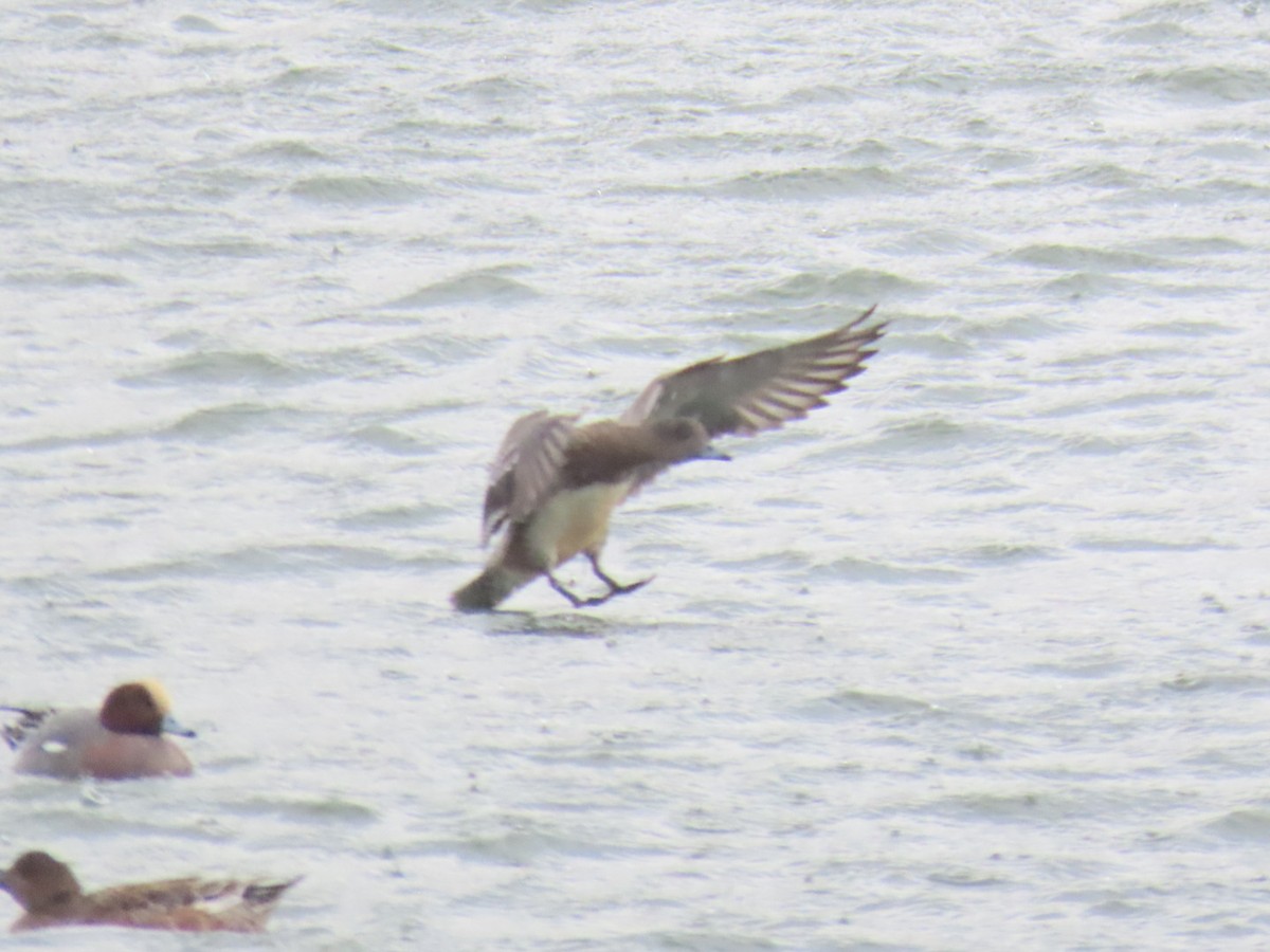 Eurasian Wigeon - ML646893246