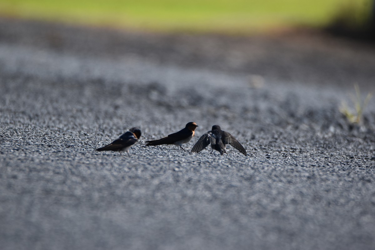 Welcome Swallow - ML646893247