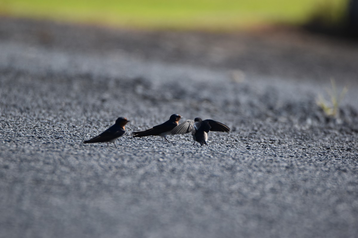 Welcome Swallow - ML646893248