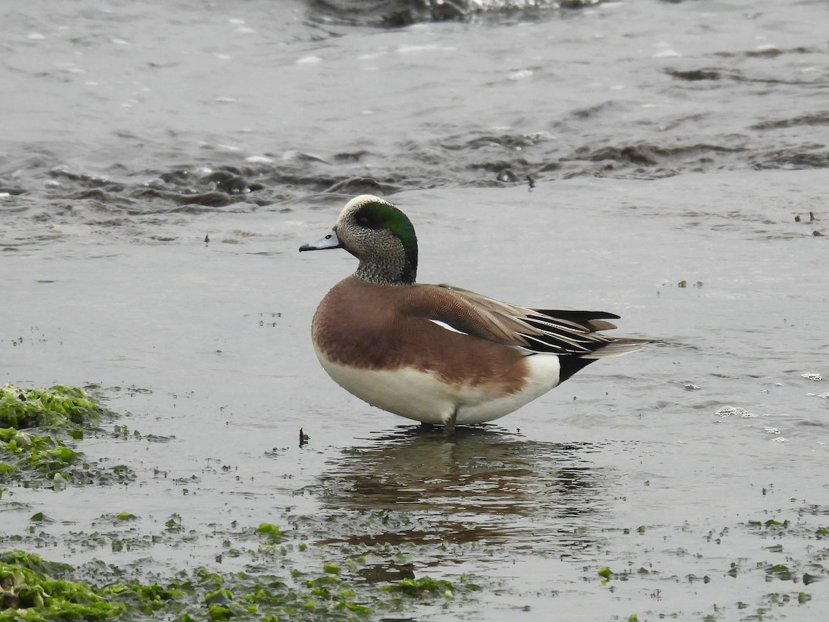 American Wigeon - ML646893254