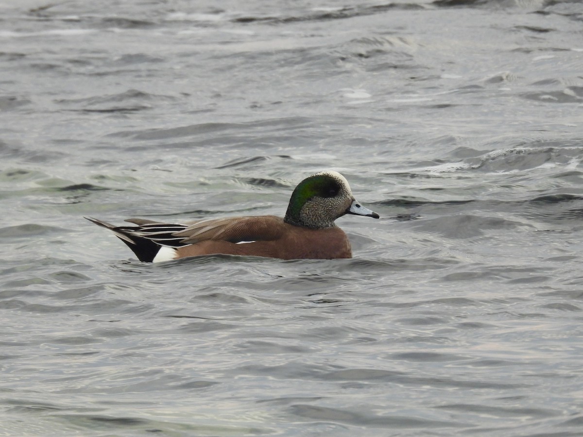 American Wigeon - ML646893255