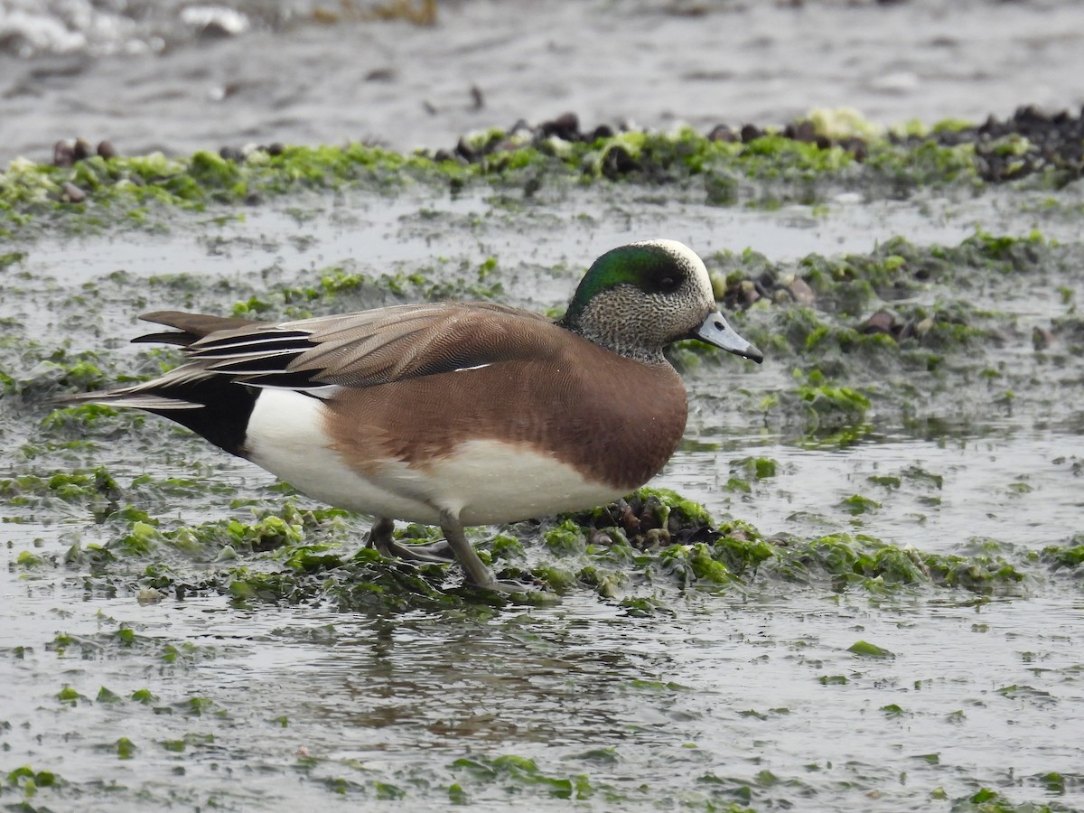 American Wigeon - ML646893256