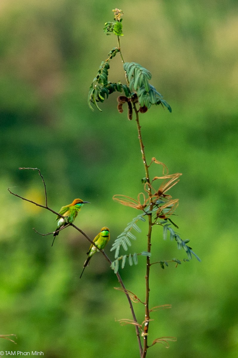 Erle-txori berde asiarra - ML646893259