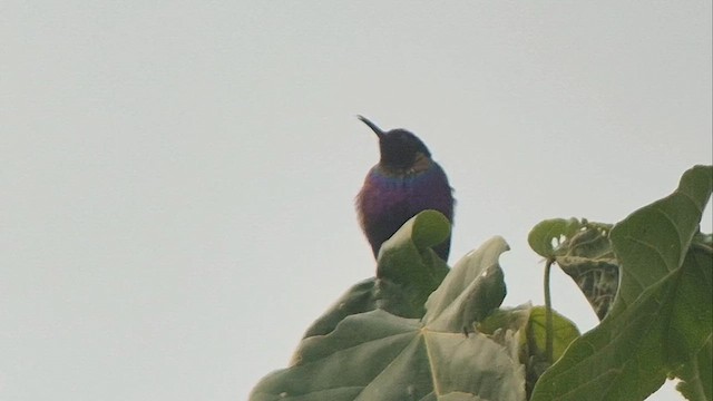 Purple-breasted Sunbird - ML646893260