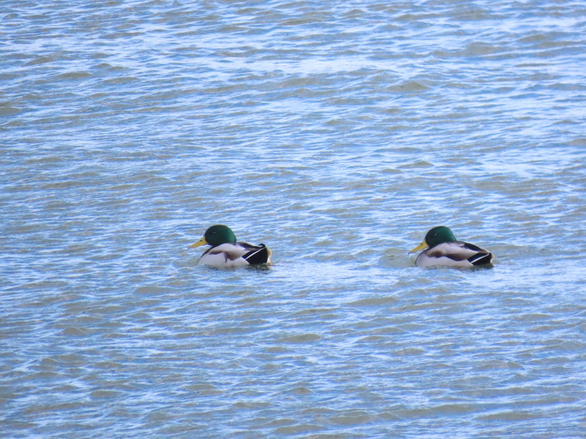 Mallard - ML646893261