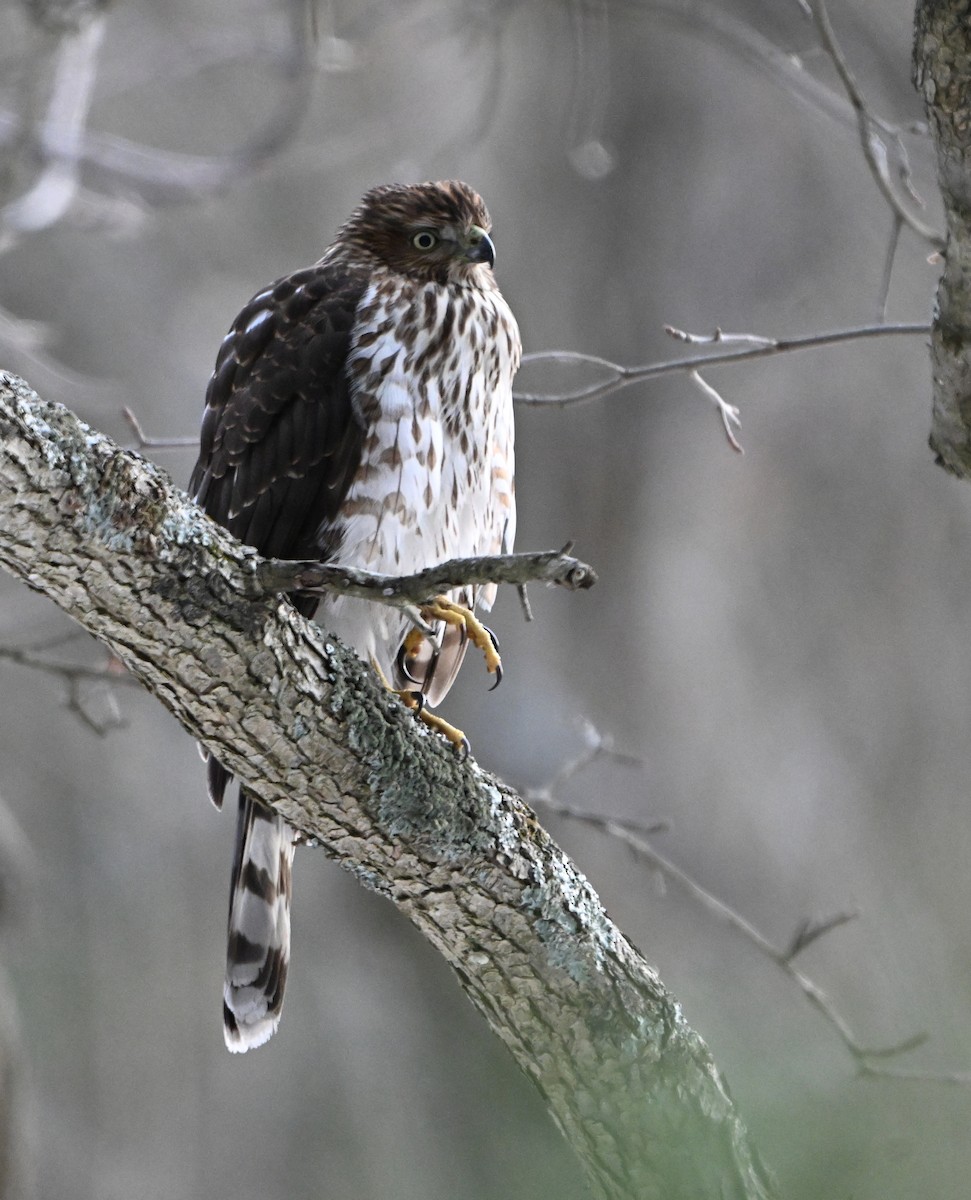 Cooper's Hawk - ML646893263