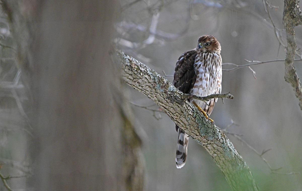 Cooper's Hawk - ML646893264