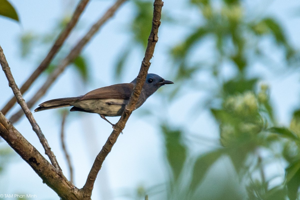 Black-naped Monarch - ML646893267