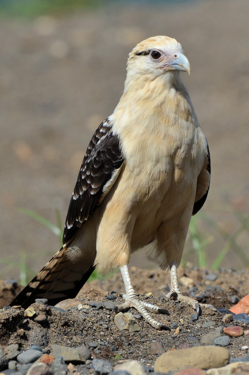 Химахима - ML646893268