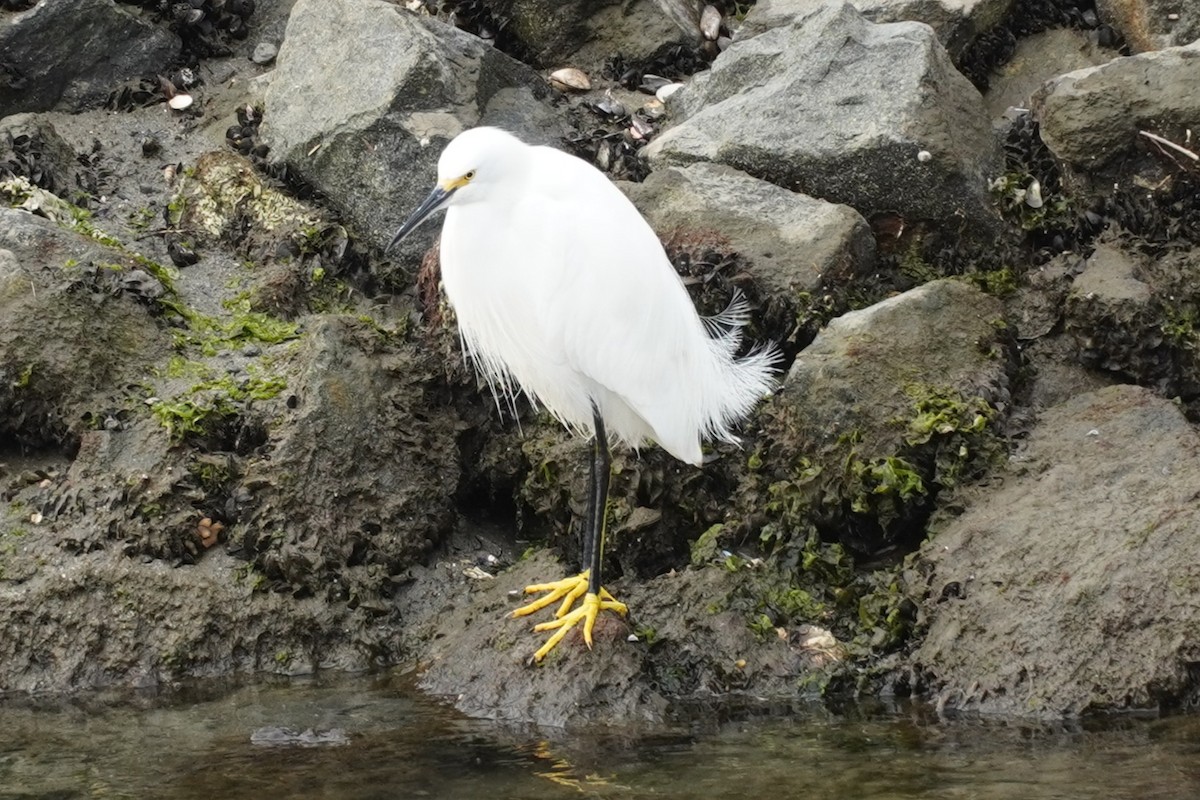 לבנית אמריקנית - ML646893269