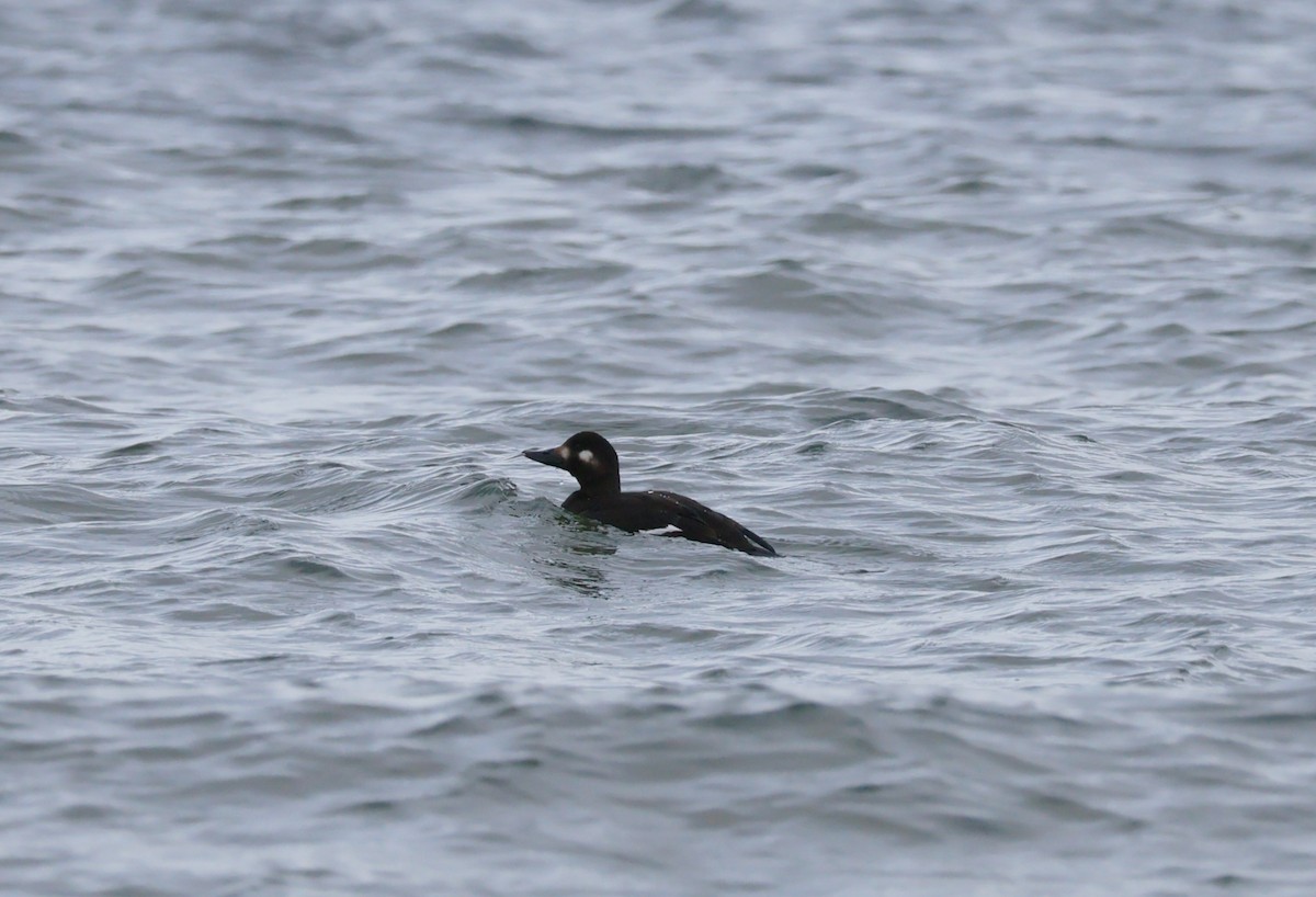 Velvet Scoter - ML646893270