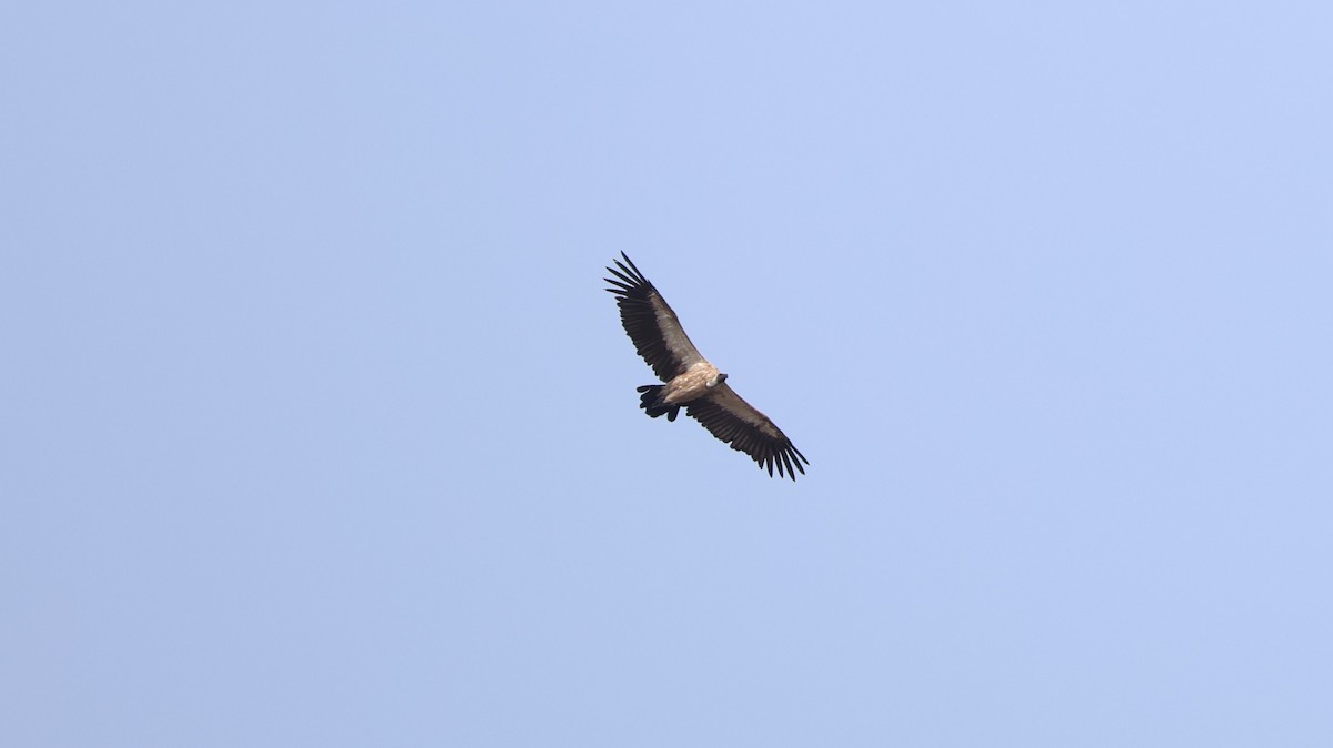 White-backed Vulture - ML646893271