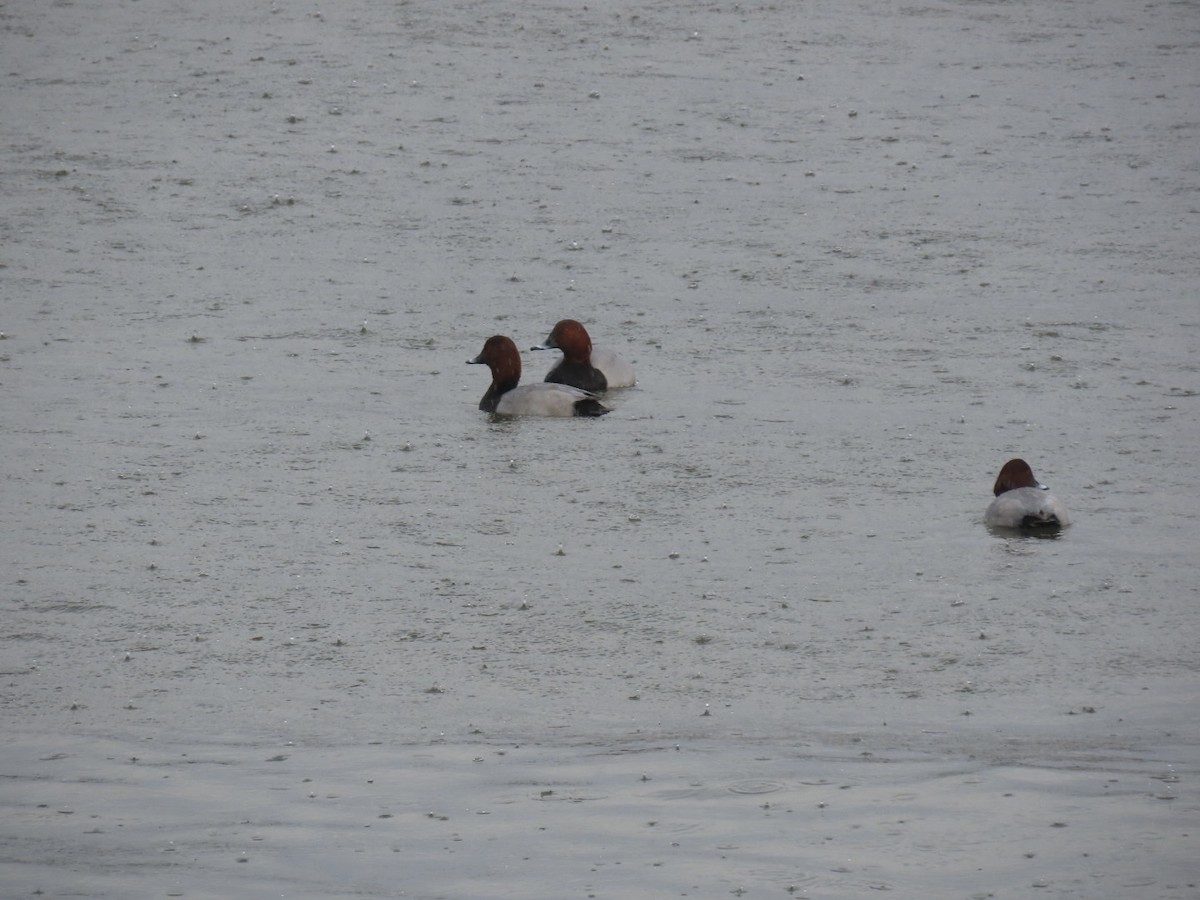 Common Pochard - ML646893273
