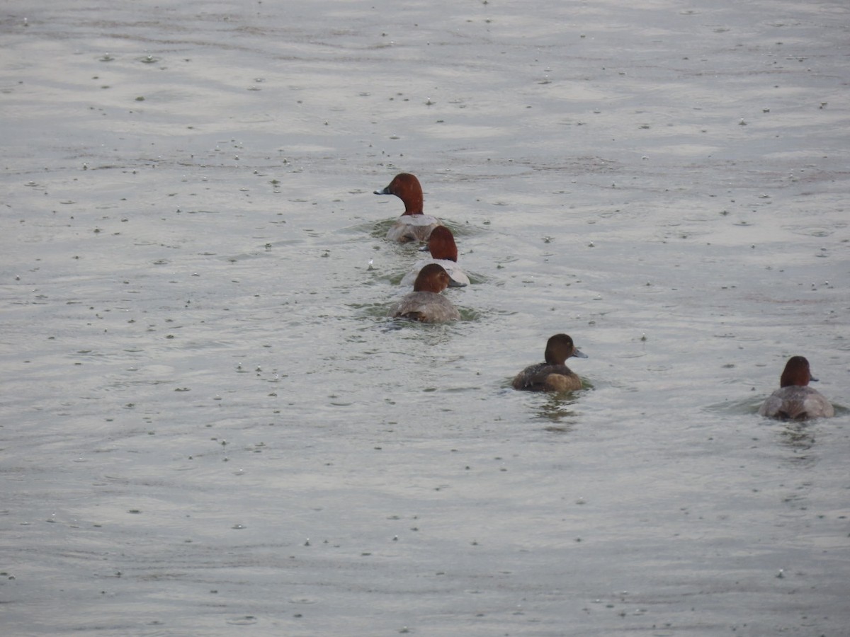 Common Pochard - ML646893274