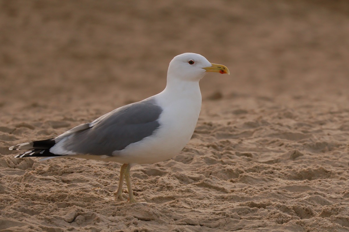 Caspian Gull - ML646893276