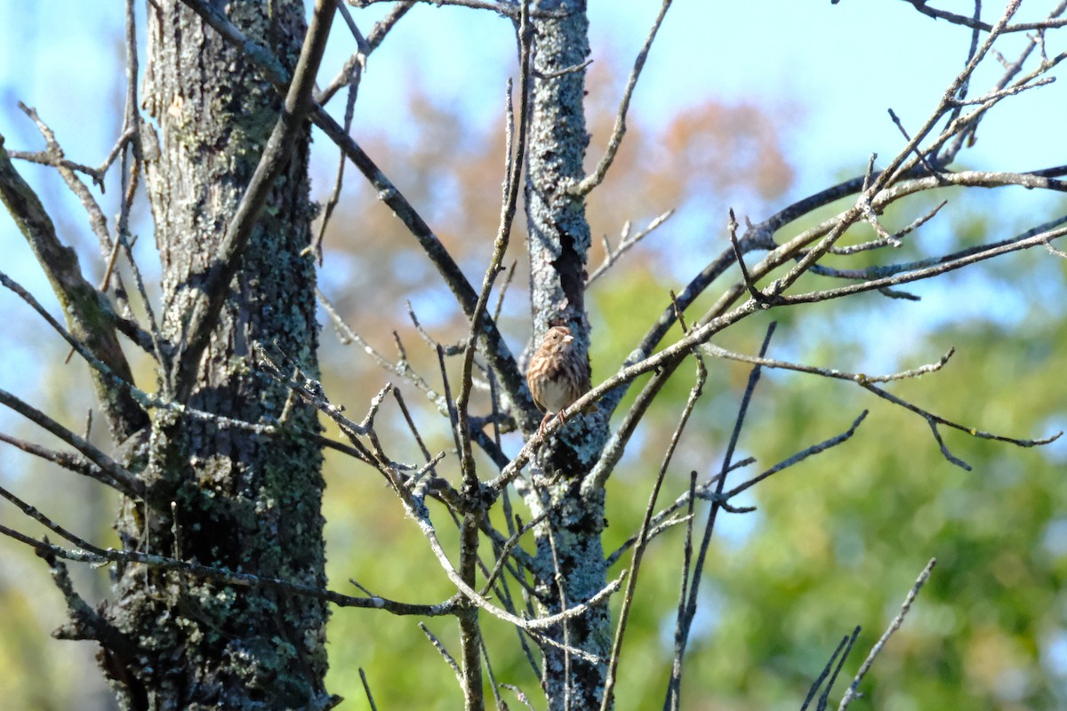 Song Sparrow - ML646893277
