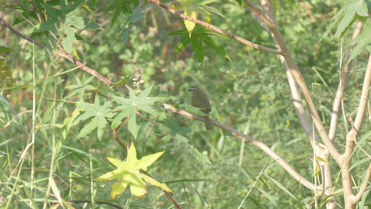 White-browed Bulbul - ML646893278