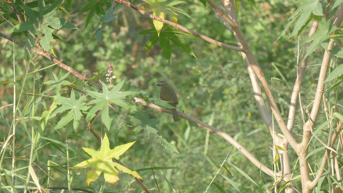 White-browed Bulbul - ML646893279