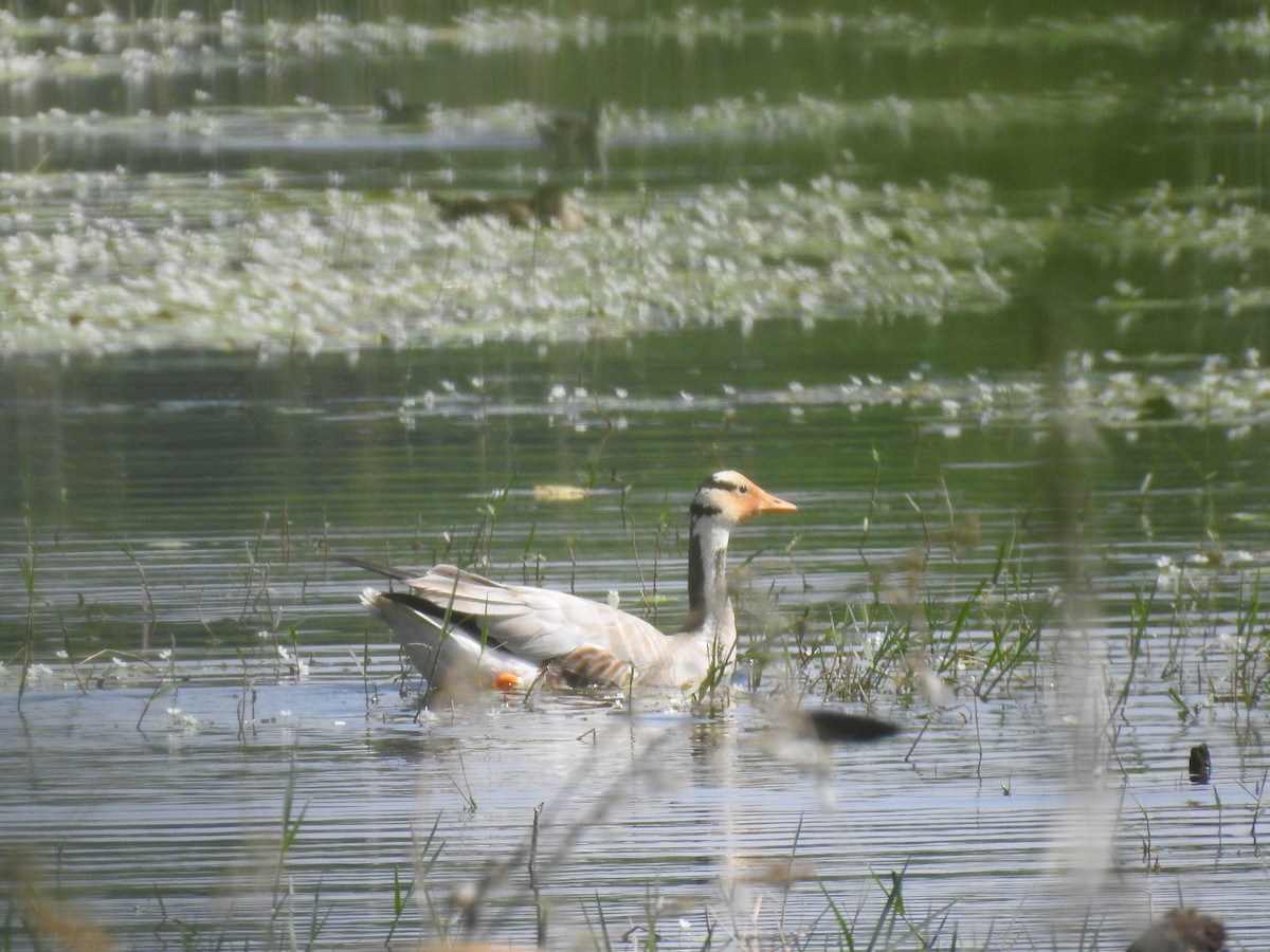 Oie à tête barrée - ML646893280