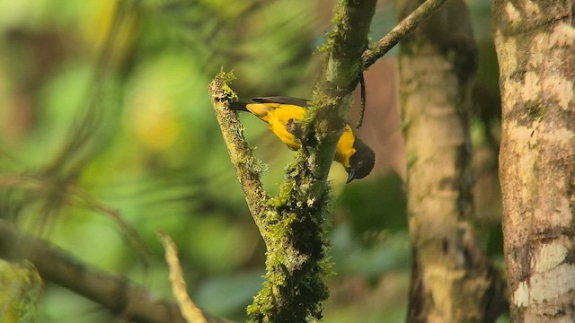 Brown-capped Weaver - ML646893281