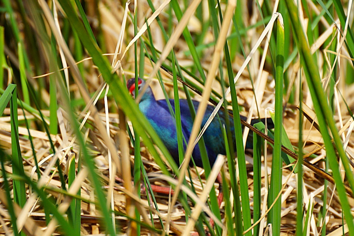 Gray-headed Swamphen - ML646893282