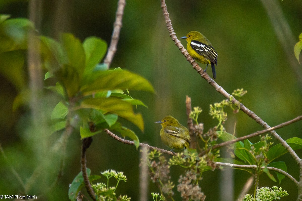Common Iora - ML646893283
