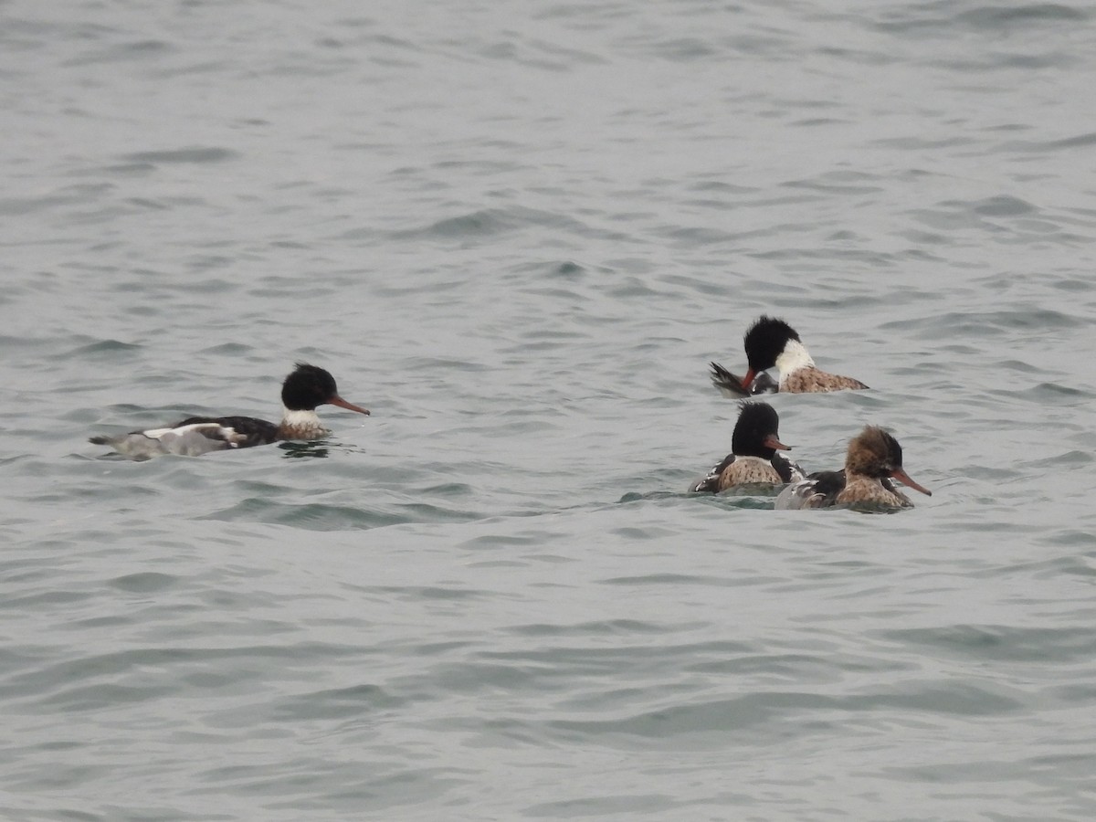 Red-breasted Merganser - ML646893284