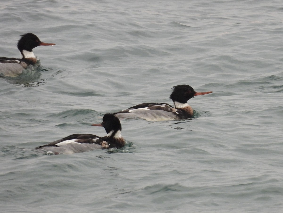 Red-breasted Merganser - ML646893285