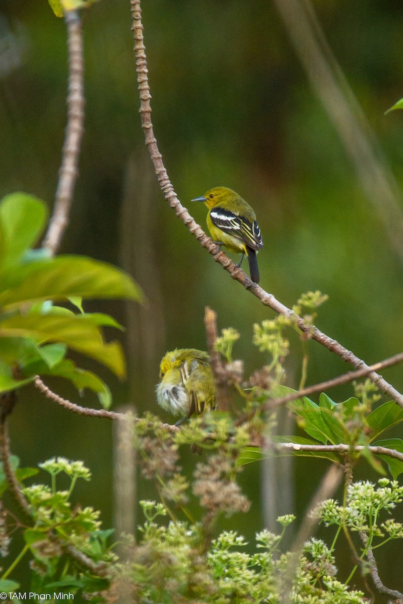 Common Iora - ML646893286