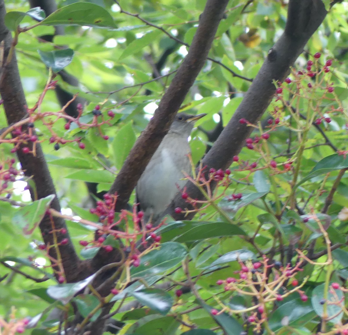 Fahldrossel - ML646893289