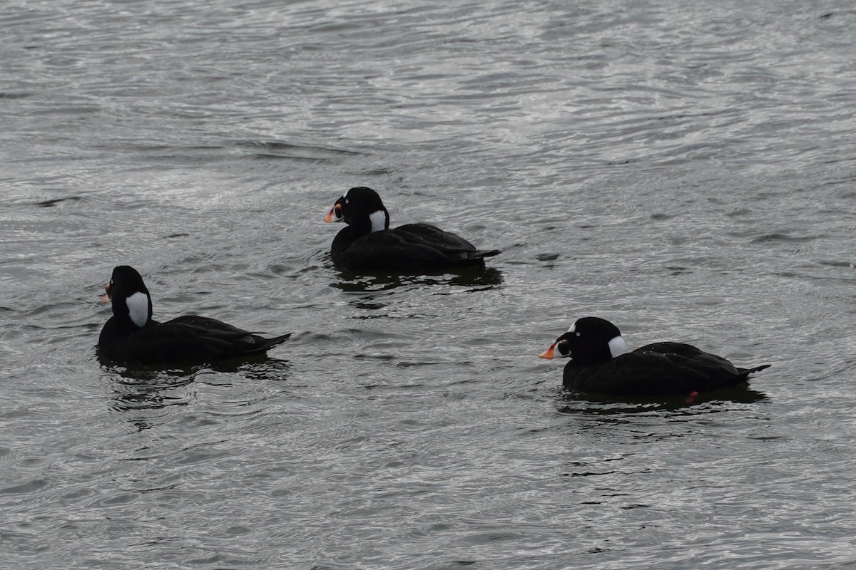 קטיפנית משברים - ML646893290