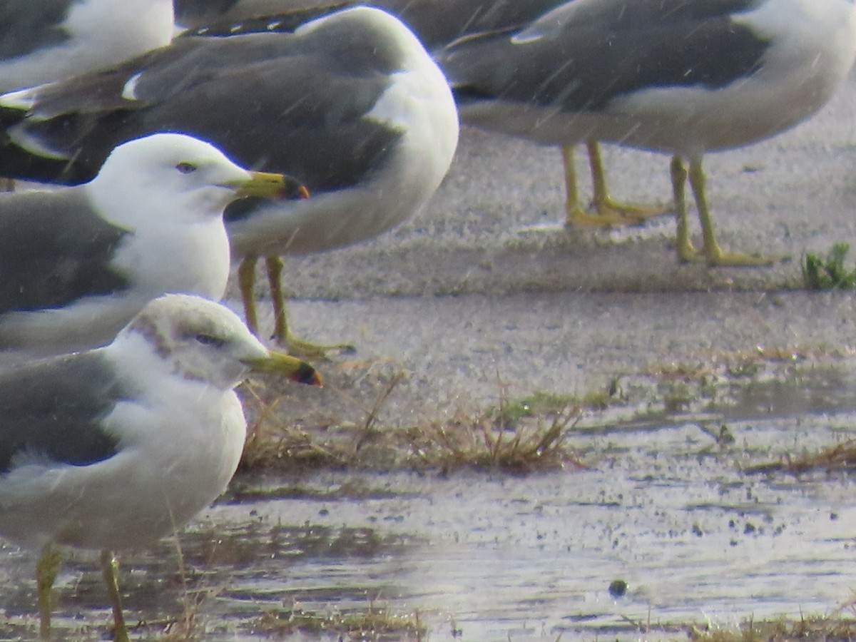 Black-tailed Gull - ML646893291