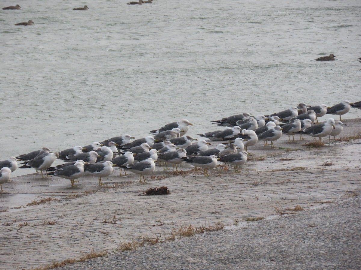Black-tailed Gull - ML646893292