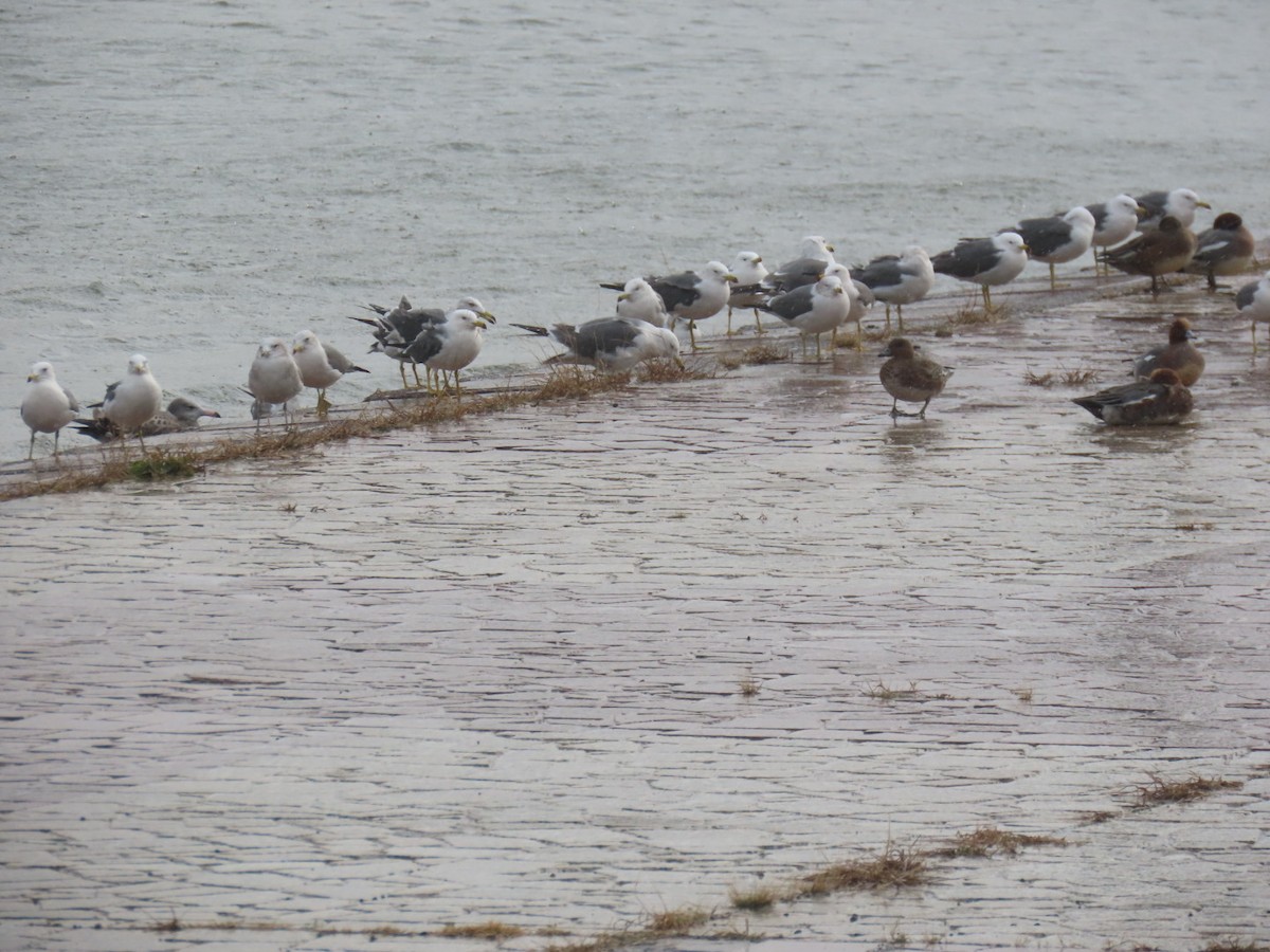 Black-tailed Gull - ML646893293