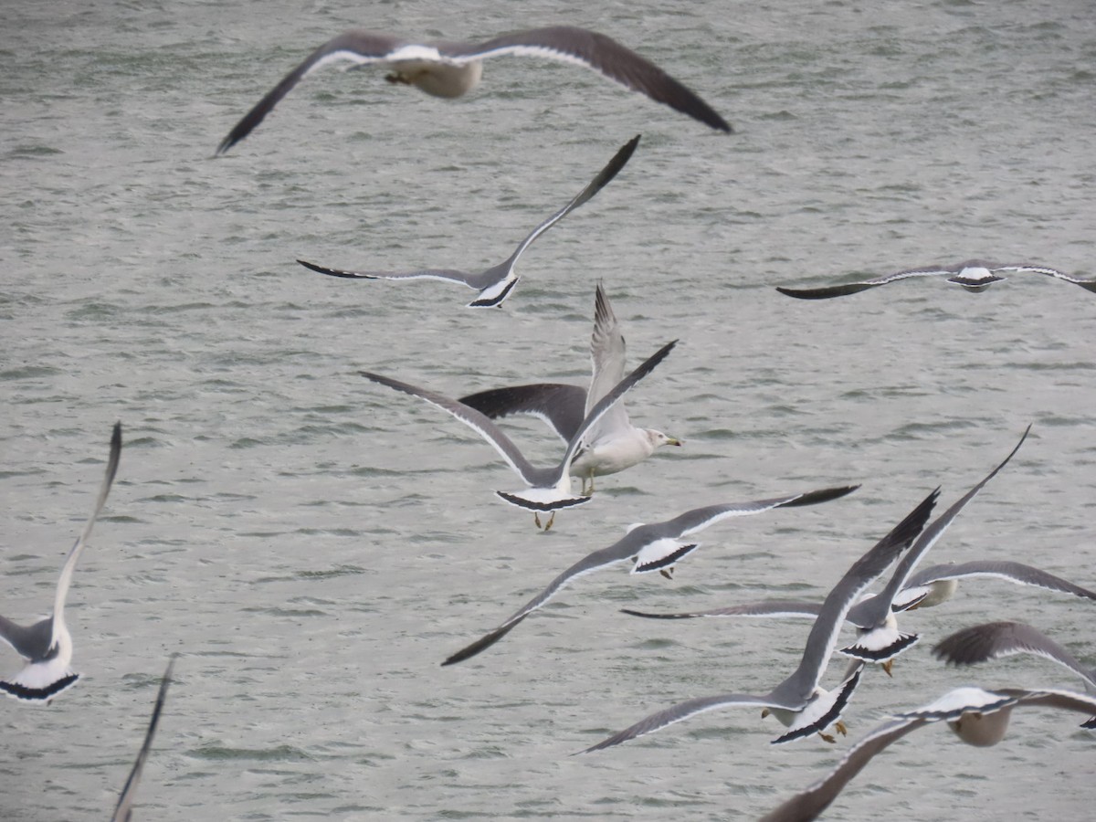 Black-tailed Gull - ML646893294