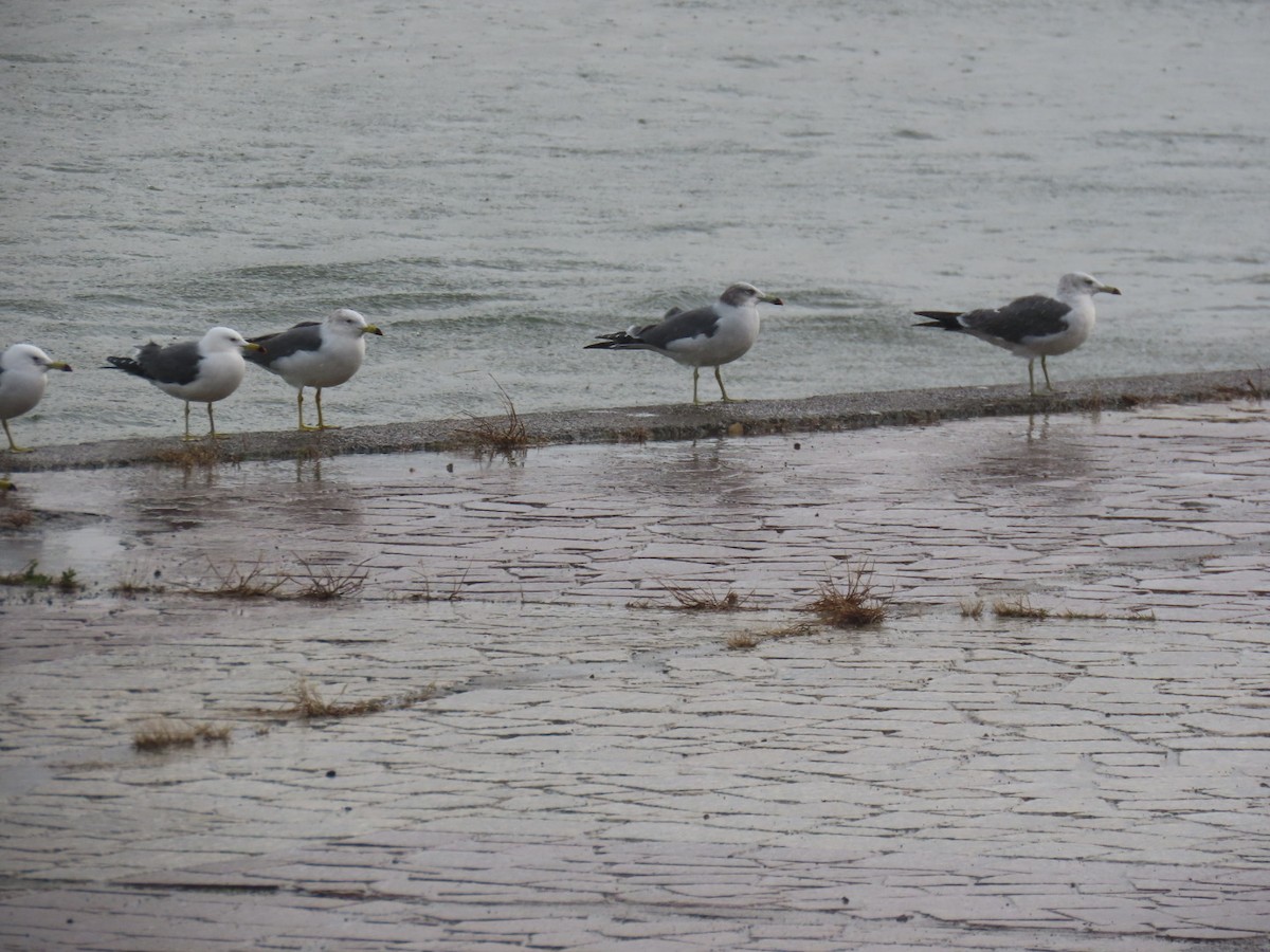 Black-tailed Gull - ML646893295