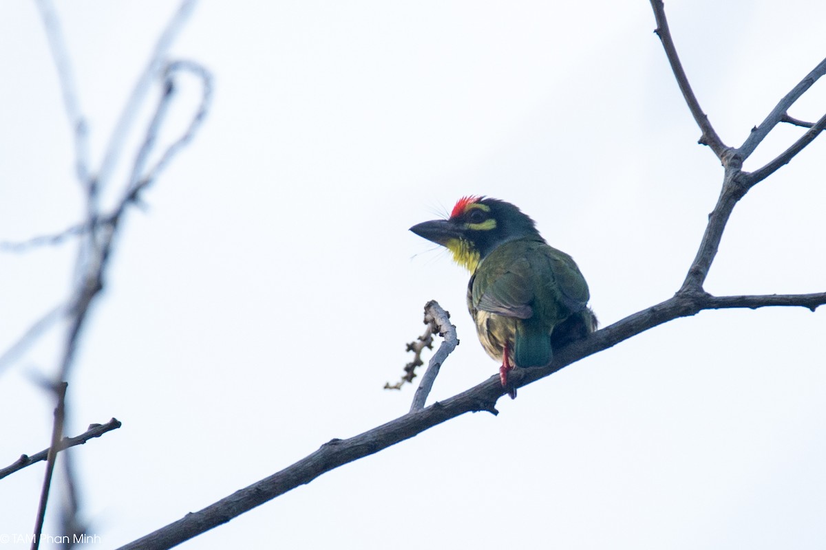Coppersmith Barbet - ML646893297